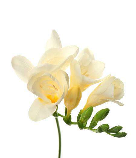 White Freesia