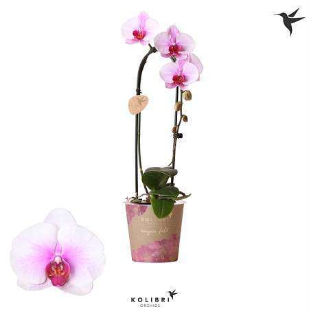 Phalaenopsis Hummingbird