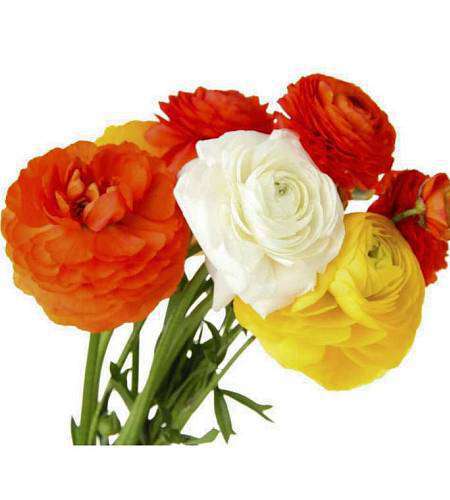 Ranunculus mixed colors