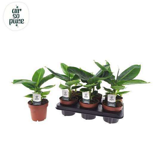 Карликовый банан Musa Dwarf 1