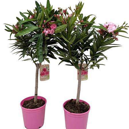 Oleandr na kmínku (Nerium oleander) – 70 cm