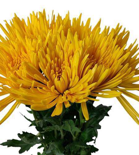 Chrysanthemum Anastasia Yellow