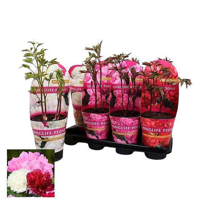 Pivoňky (Paeonia) mix barev v květináči – 55 cm
