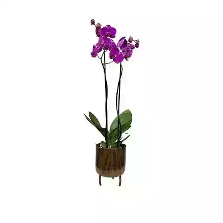 Орхидея в дизайнерском горшке