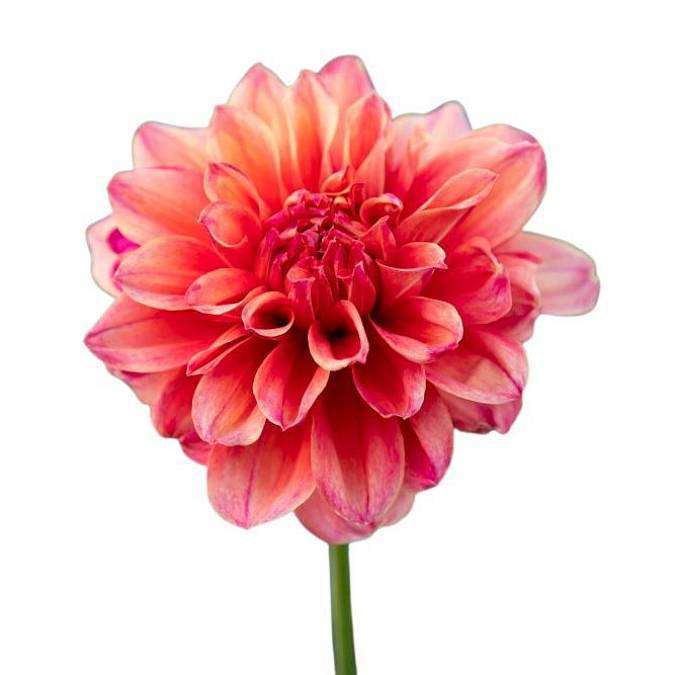 Dahlia