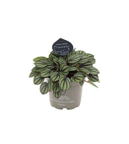 Peperomia albovittata Piccolo Banda