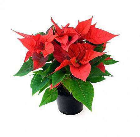 Poinsettia