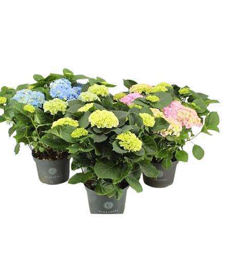 XL Hydrangea Mix