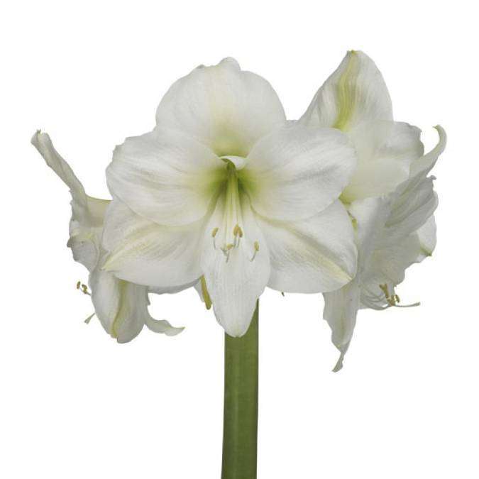 Amaryllis white Mont Blanc