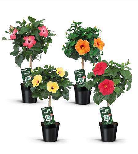 Standard Hibiscus