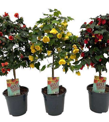 Abutilon na kmínku (Mračňák) mix barev – 75 cm