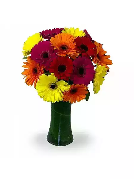 Cut Gerberas mix colors