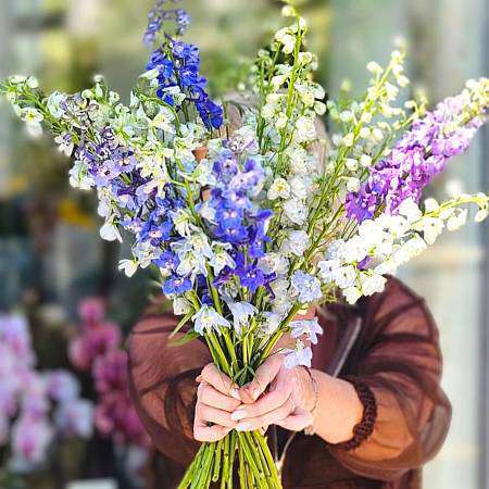 Delphinium mix barev