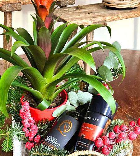 Guzmania gift basket