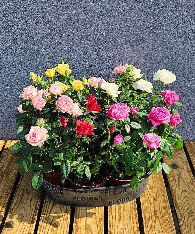 Кустовые розы в горшке