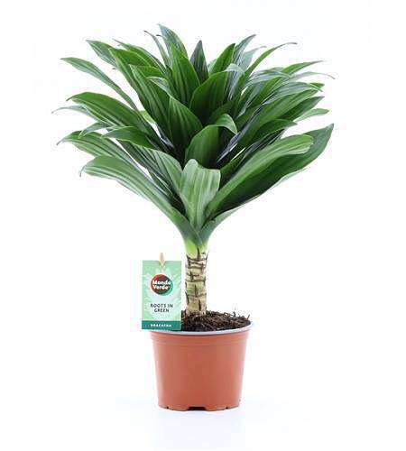 Dracaena Janet Craig