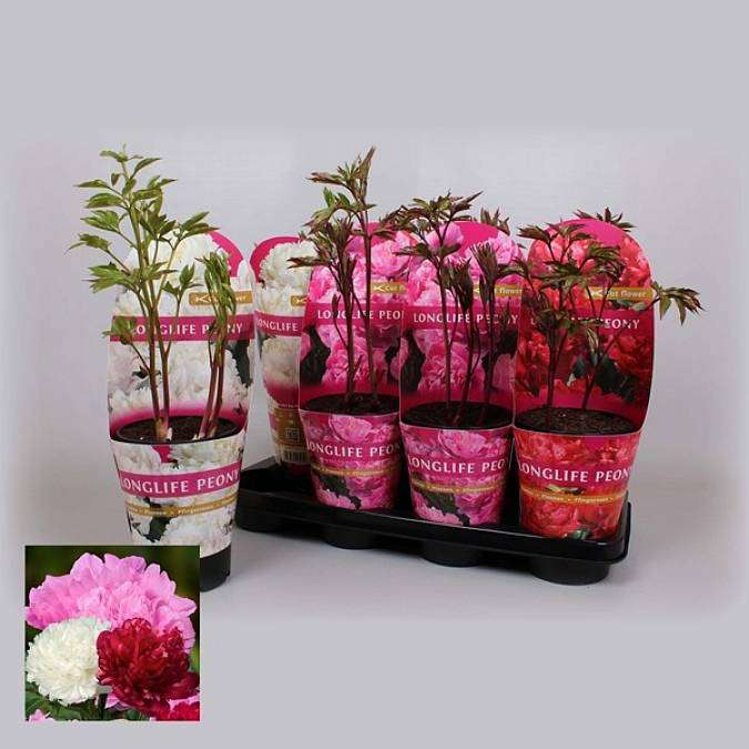 Pivoňky (Paeonia) mix barev v květináči – 55 cm