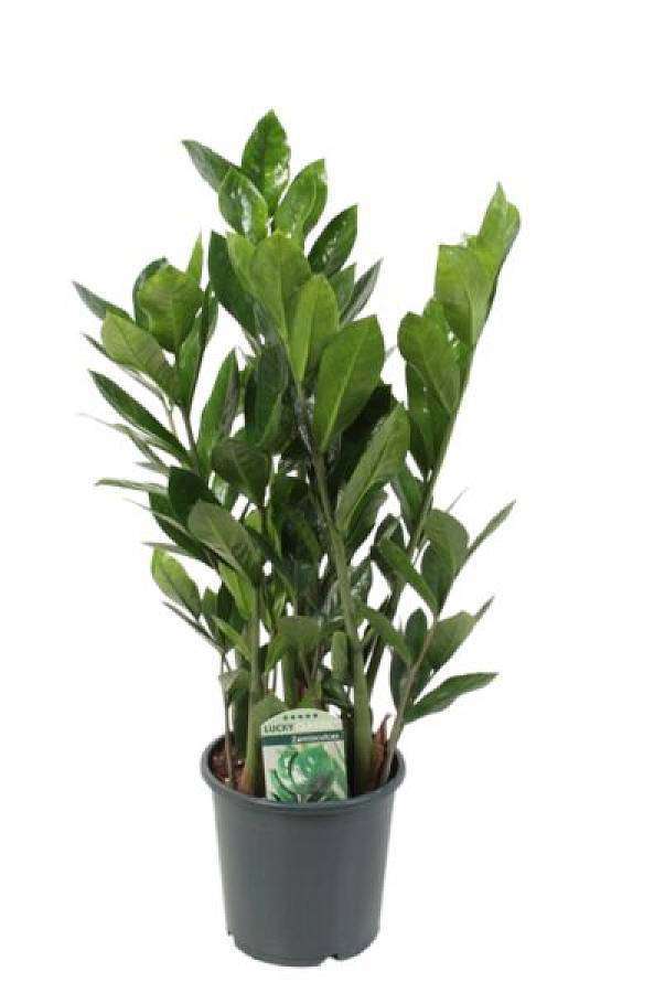 Zamioculcas