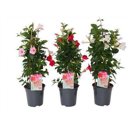 Mandevilla Sundaville Mix Pyramid