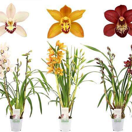 Cymbidium mix barev