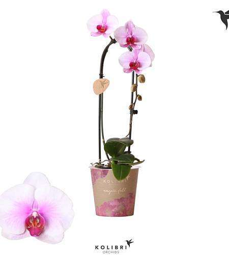 Phalaenopsis Kolibri