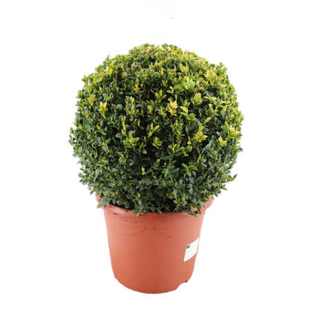 Buxus or boxwood