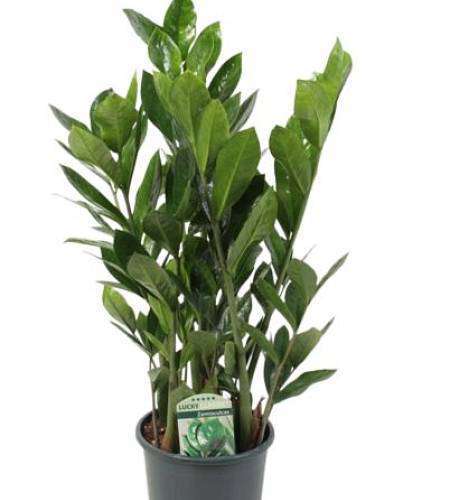 Zamioculcas
