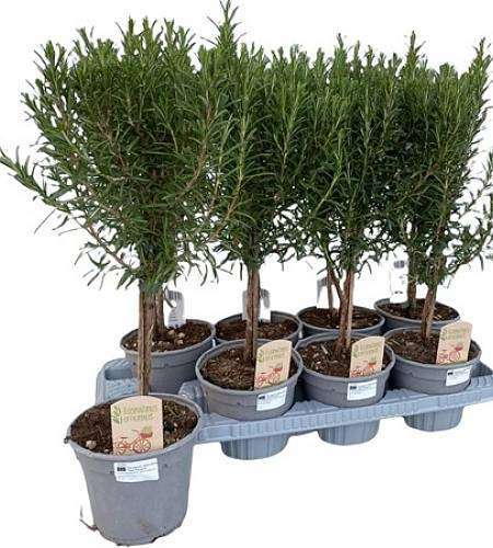 Rosemary on a stem L