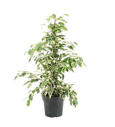 Ficus Benjamina Twilight