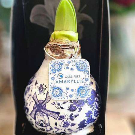 Amarylis Wax Delft Blue