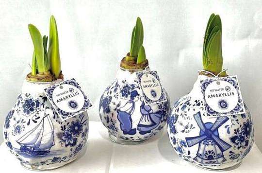 Amarylis Wax Delft Blue 2