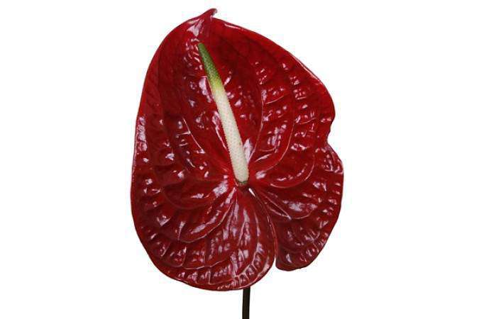 Anthurium