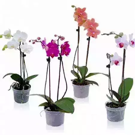 Orchidej, Phalaenopsis