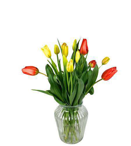 Tulips XL