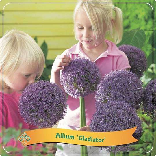 Allium Gladiator 1