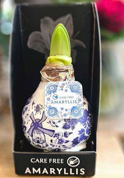 Amarylis Wax Delft Blue