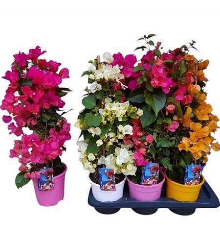 Bougainvillea Alexandra Pyramid