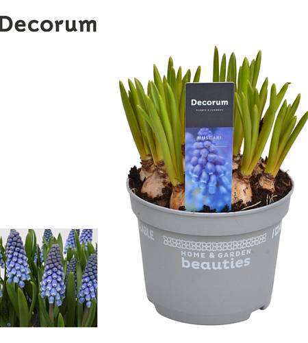 Muscari