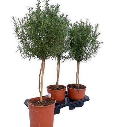 Rosemary on stem XL