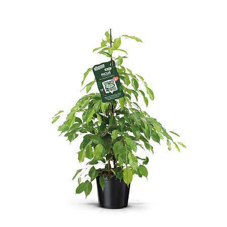 Ficus benjamina Exotica