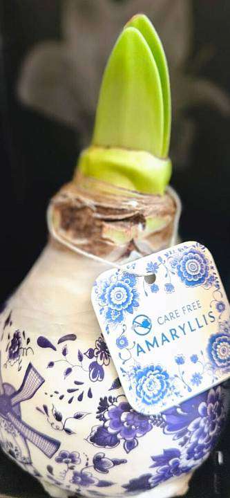 Amarylis Wax Delft Blue 1