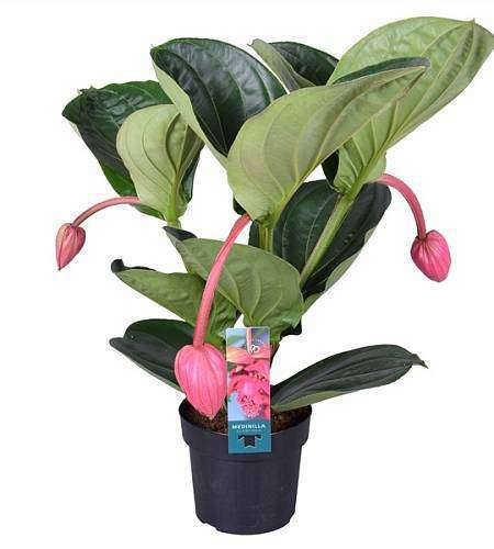 Medinilla magnifica 'Flamenco'