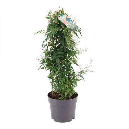 Jasmín vícekvětý (Jasminum polyanthum)