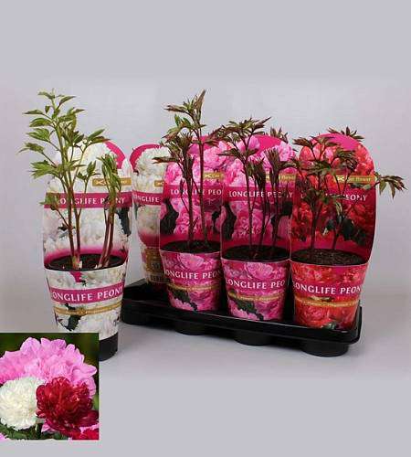 Peonies (Paeonia) Mixed Colors in Pot – 55 cm