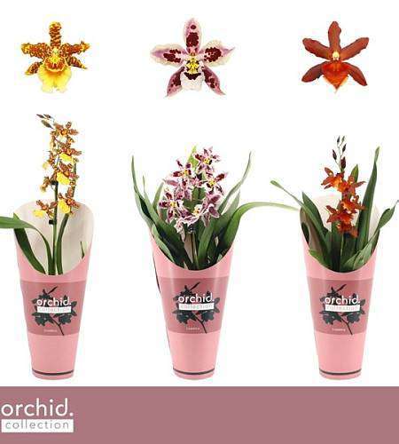 Mini Cymbidium mix barev 12Ø