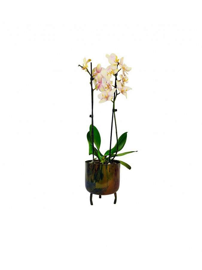 Orchidej v designovém květináči
