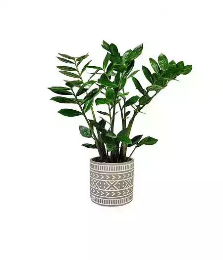 Zamioculcas in a pot
