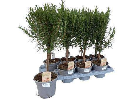 Rosemary on a stem L