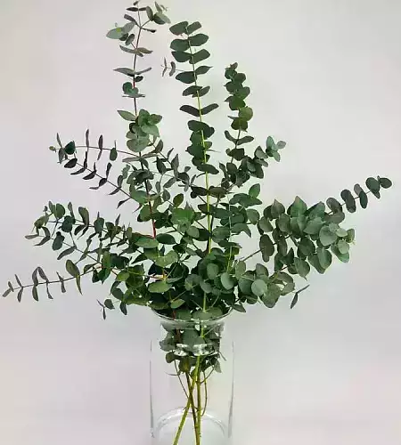 Eukalyptus - Cinerea