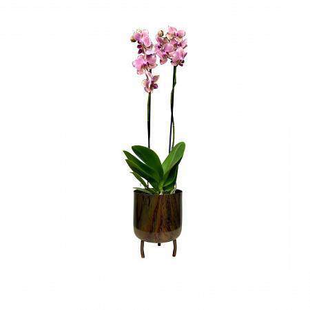 Orchidej v designovém květináči